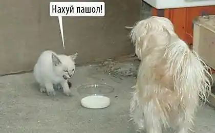 Борзый кашак