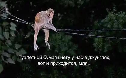 Туалетной бумаги нет