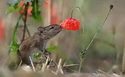 Фотографии животных