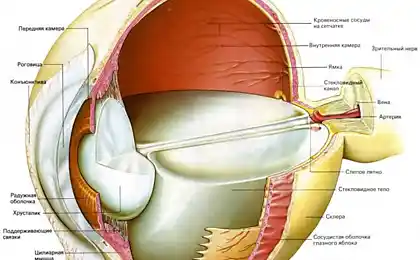 La nueva tecnología permitirá reparar la retina
