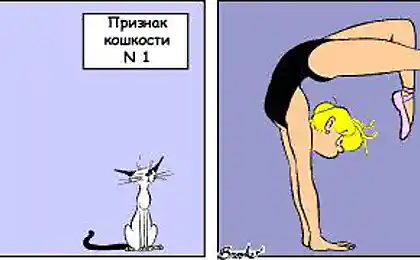 Признак кошкости