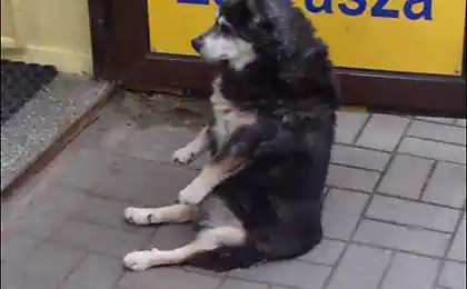 Хороший собака.