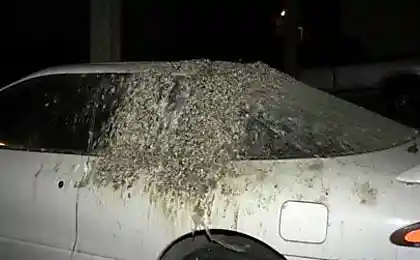 Голуби сцуко животные бескомпромисные