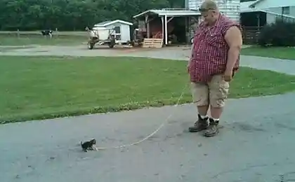 Котику подарили воздушный шарик ...))))