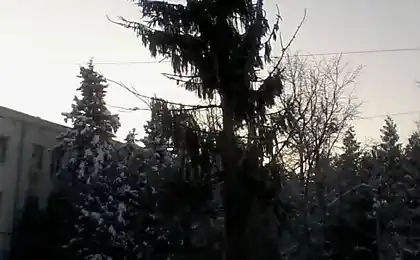 Ще одна новорічна ялинка