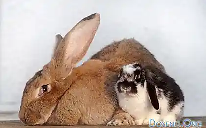 Большие зверушки
