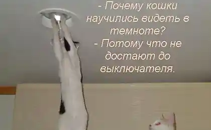 Юмор в картинках