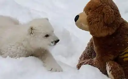 Медвежонок