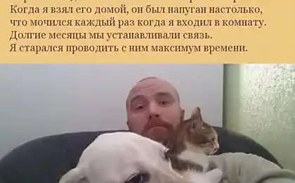 Ви не вірите, що це собака робила у сплячий майстер!
