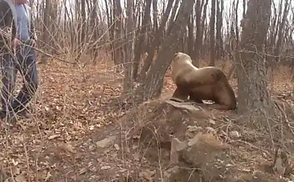 Морской лев заблудился в лесу