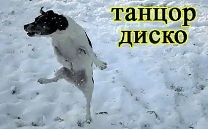 Собаки в профессиях