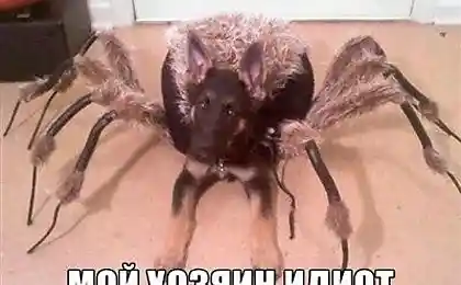 Факт.