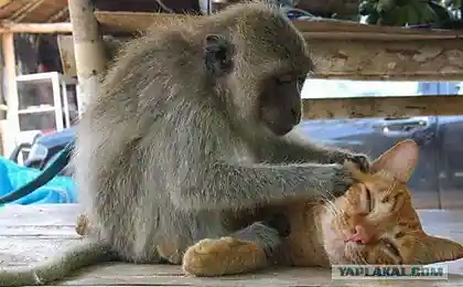 По законам джунглей так!