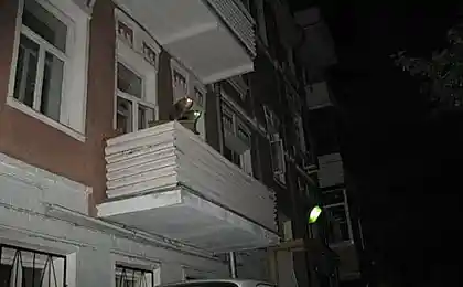 Они уже прилетели