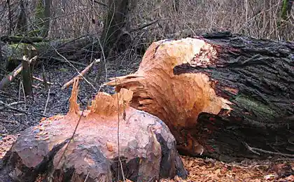 Біверс працював важко (4 фото)