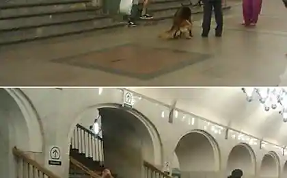 Собака надихнула метро