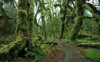 Hoh Rain Forest, национальный парк Олимпик, США.