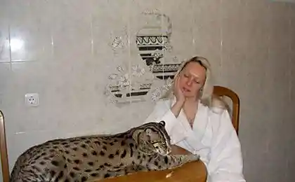Вивверина