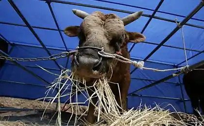 Боротьба в Південній Кореї