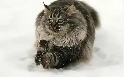 Ладушки