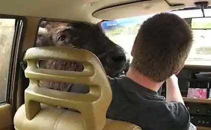 Кошик