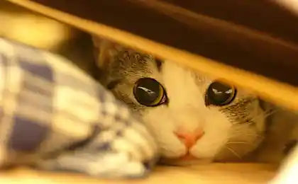 В мире  животных