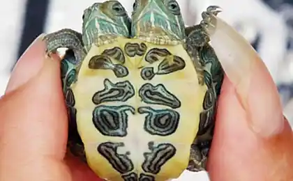 Двоголовий Ninja Turtle