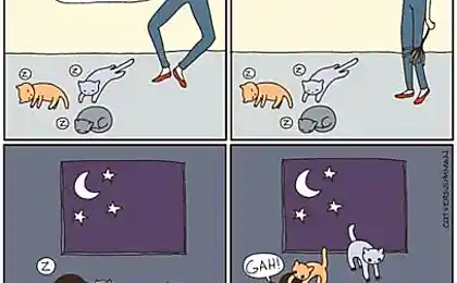 Котяки, они такие!