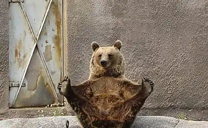 Спорт ведмедика