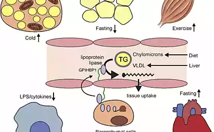 Липопротеинлипаза: Как работает обмен веществ