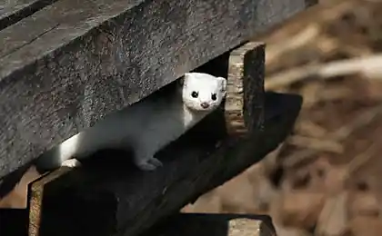 Weasel є найменшим предатором на планеті
