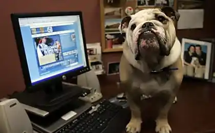Життя собаки.