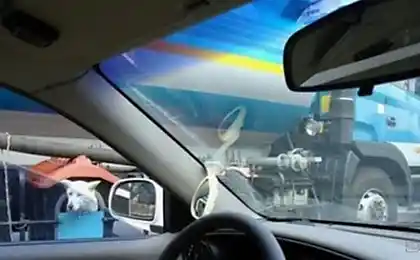 Не страшний собака!