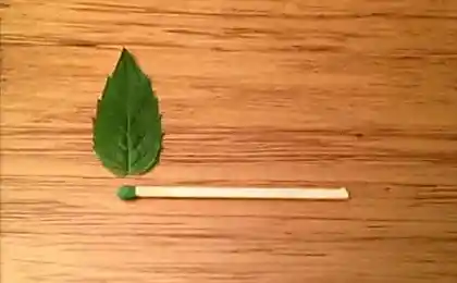 Проксимус