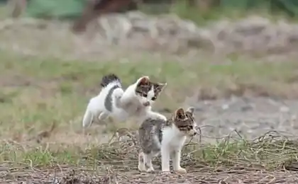 Японський острів Cat (50 фото)