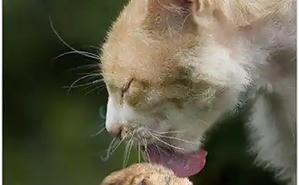 Сильная, независимая кошка