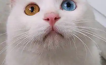 Необычный кот