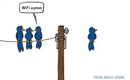 WiFi  и птички