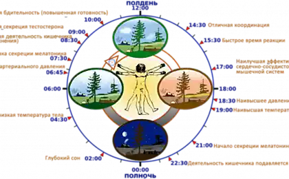 Часы работы Вашего организма: что важно знать
