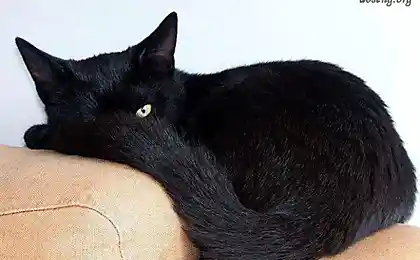 Жил да был черный кот