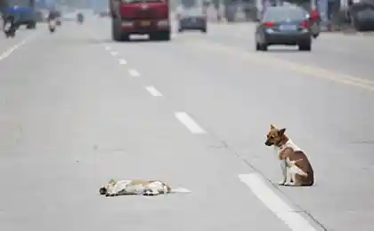 Настоящая преданность (6 фотографий)