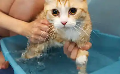 Підручник для миття кота (порошок)
