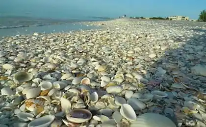 Amazing beaches, strewn with shells