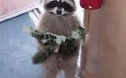 Не вы котика потеряли? ...)))