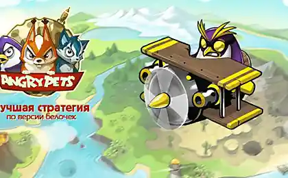 Angry Pets – самая интересная игра по версии белочек!