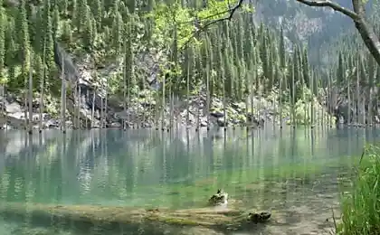Невероятные затопленные леса