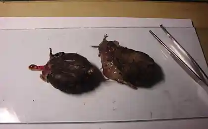 Неизвестные существа
