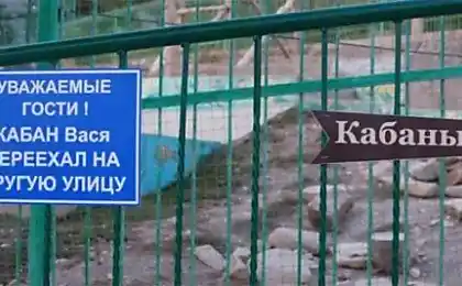 Ідіотизми