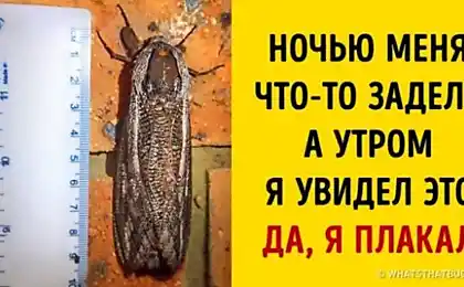 16 кращих причин любові Австралії з афарі