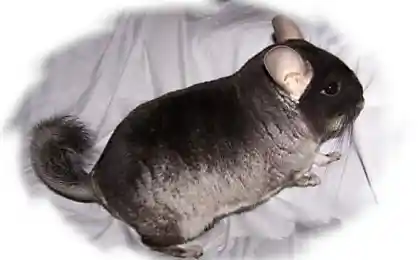 Шушики